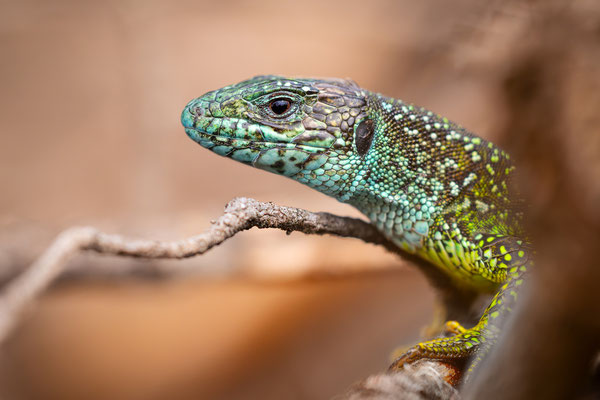 Östliche Smaragdeidechse | Lacerta viridis