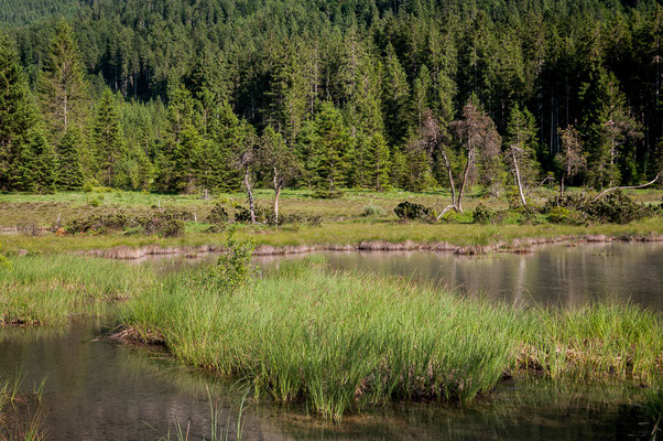 Lebensraum der Sibirischen Azurjungfer im Tiroler Lechtal