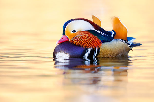 Mandarinente