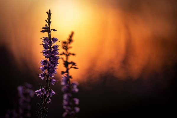 Heidekraut | Calluna vulgaris