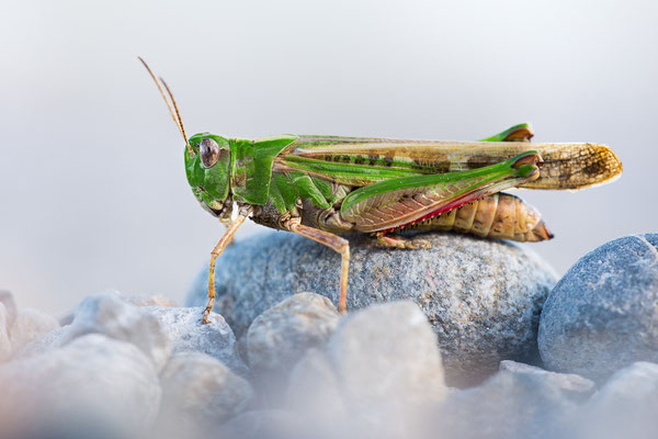 Grüne Strandschrecke