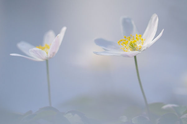 Buschwindröschen | Anemone nemorosa