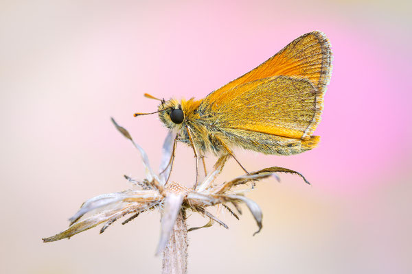 Braunkolbiger Braun-Dickkopffalter | Thymelicus sylvestris