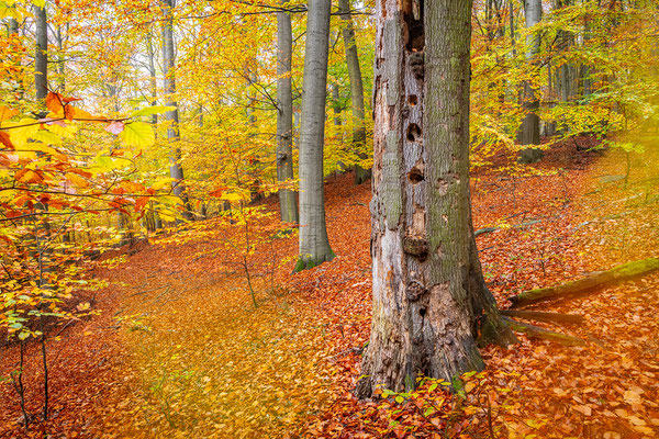 UNESCO-Weltnaturerbe Buchenwald Grumsin