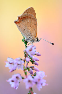Kleiner Feuerfalter | Lycaena phlaeas
