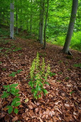 Übersehene Stendelwurz | Epipactis neglecta