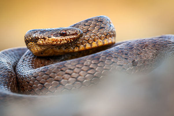 Schlingnatter, Glattnatter | Coronella austriaca