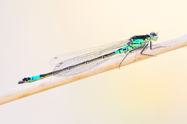 Hauben-Azurjungfer | Coenagrion armatum
