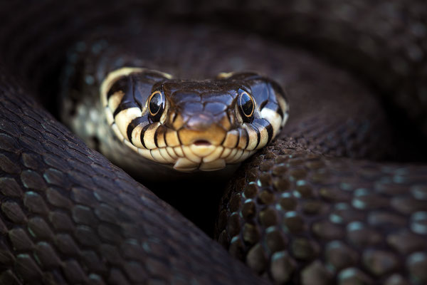 Ringelnatter | Natrix natrix