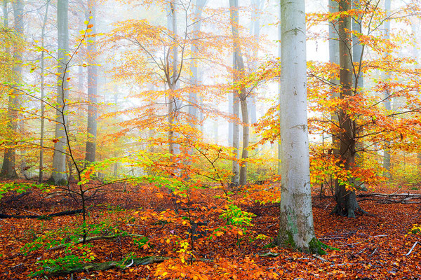 UNESCO-Weltnaturerbe Buchenwald Grumsin