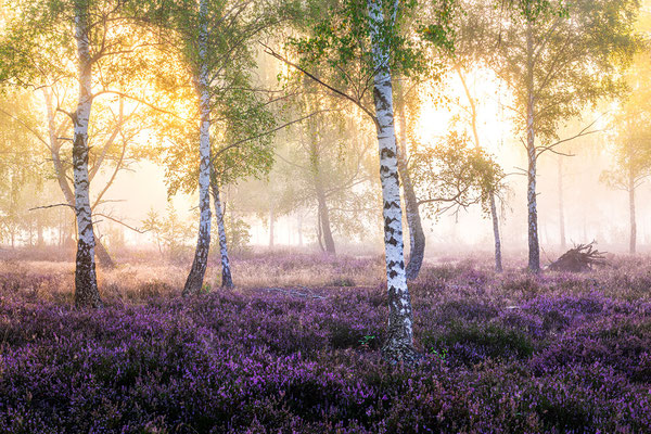 Reicherskreuzer Heide