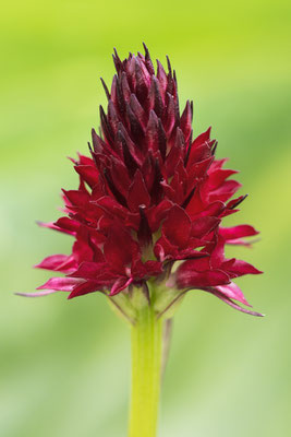 Rotes Kohlröschen