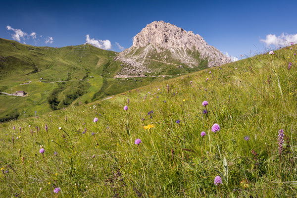 Kugelorchis im alpinen Lebensraum