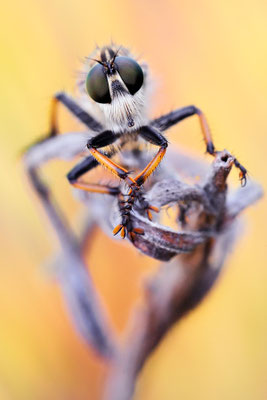 Goldafterfliege | Antipalus varipes