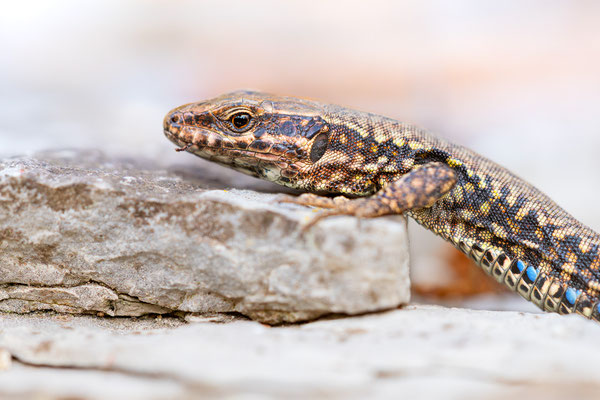 Mauereidechse | Podarcis murallis maculiventris