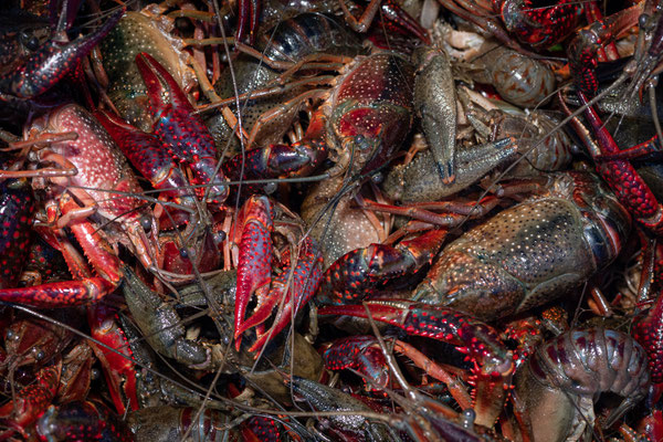 Roter Amerikanischer Sumpfkrebs | Procambarus clarkii