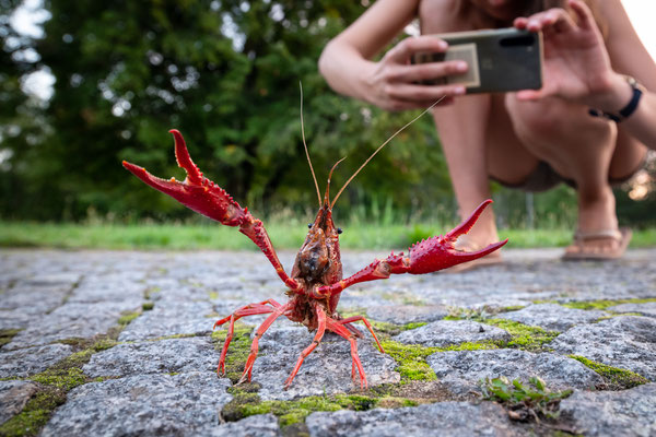 Roter Amerikanischer Sumpfkrebs | Procambarus clarkii