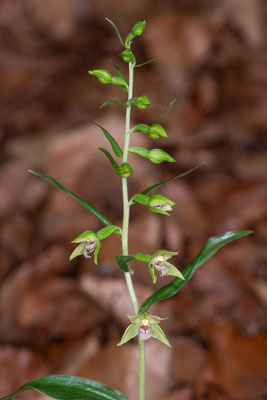 Übersehene Stendelwurz | Epipactis neglecta