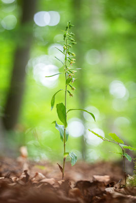 Übersehene Stendelwurz | Epipactis neglecta