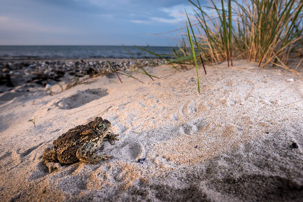 Kreuzkröte am Ostseestrand