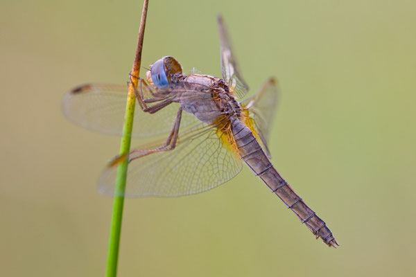 Feuerlibelle