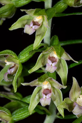 Übersehene Stendelwurz | Epipactis neglecta