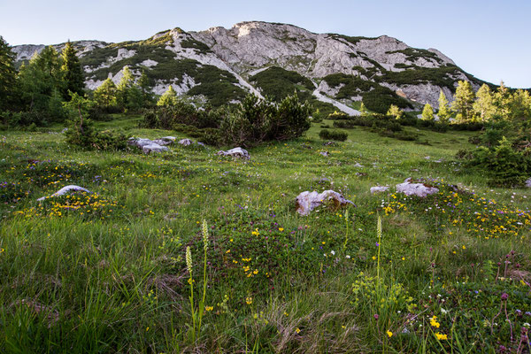 Höswurz auf der Tauplitzalm