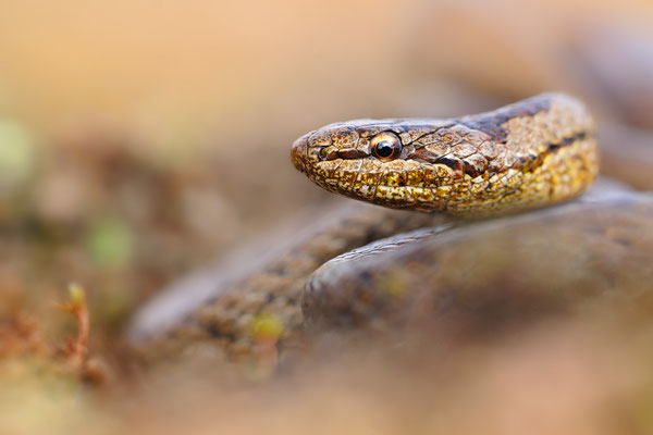 Schlingnatter, Glattnatter | Coronella austriaca