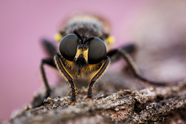 Gemeine Mordfliege