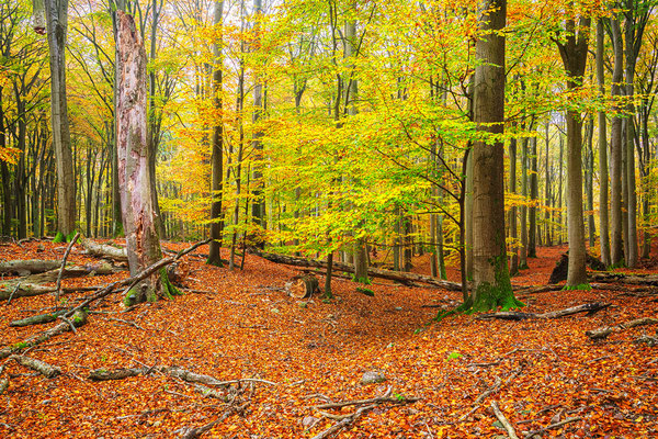 UNESCO-Weltnaturerbe Buchenwald Grumsin