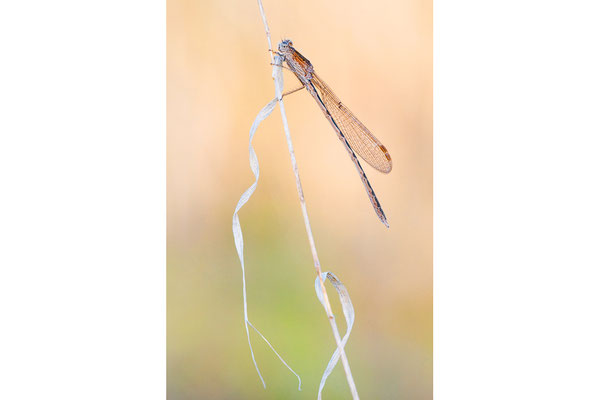 Sibirische Winterlibelle | Sympecma paedisca