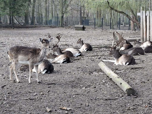 Wildgehege Spandau
