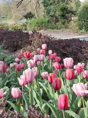 Tulpen