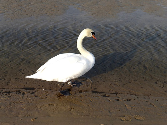 Ein Schwan.