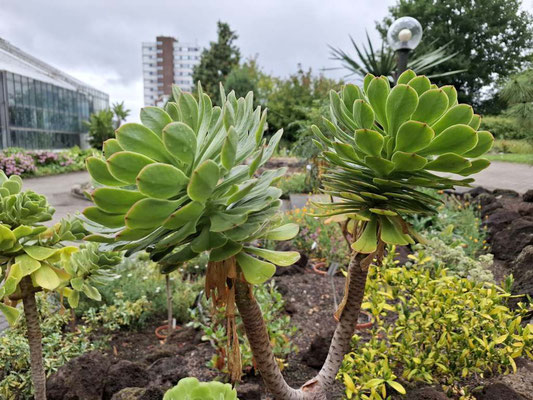 Aeonium arboreum