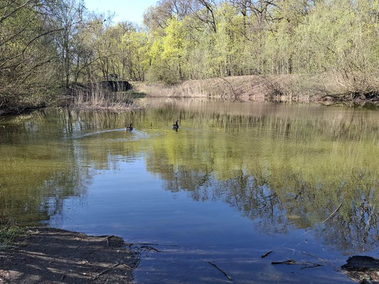 Krötenteich nähe Müggelsee