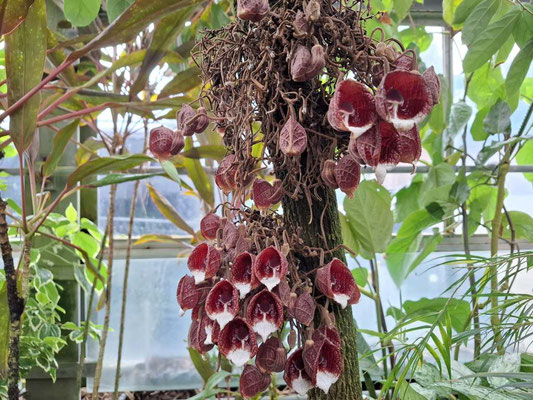 Aristolochia arborea, im Deutschen gelegentlich als Baumartige Pfeifenblume bezeichnet