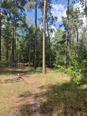 Hänsel-Gretel-Steig Berlin Wald