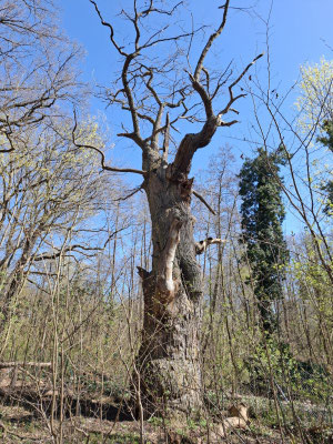 Dicke Marie Baum Tegel