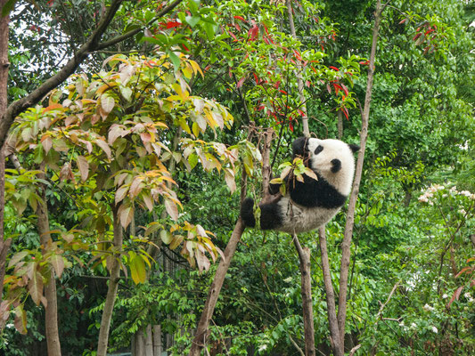 Chengdu Panda Breeding Research Center, Chengdu, China 