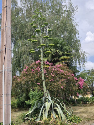 du coté de Cescau