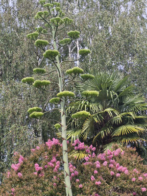 Agave d'Amérique