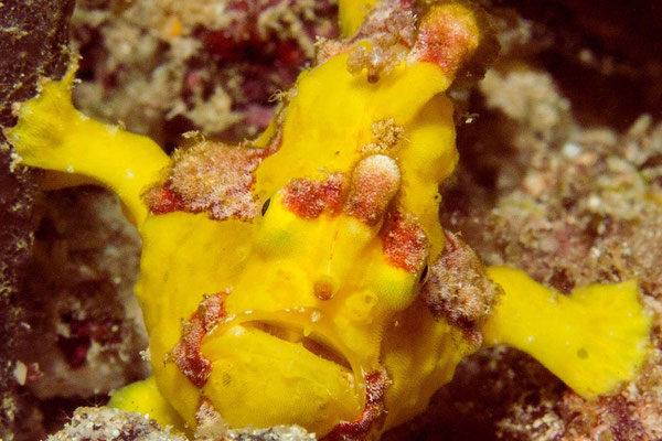 Frog fish, Antennaire, Kubu, Tulamben