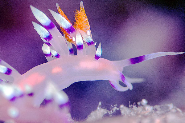 Nudibranche Flabelina