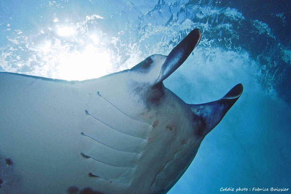 raie manta de manta point Nusa Penida safari 2014, Bali