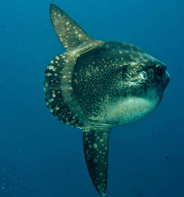 Poisson lune, Mola Mola, Mimpang, Padang Bai