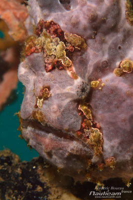 Antennaire, frog fish, Bali