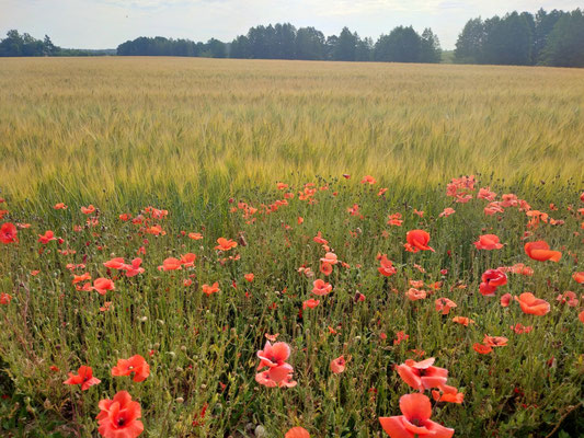 Bunte Blumenwiesen in Litauen