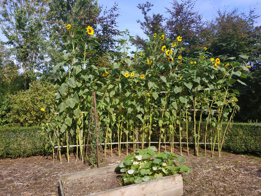 Sonnenblumen am Campingplatz