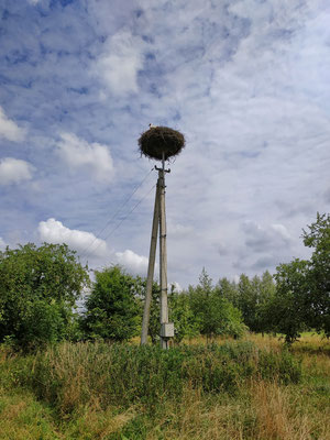 Storchennester überall am Wegrand